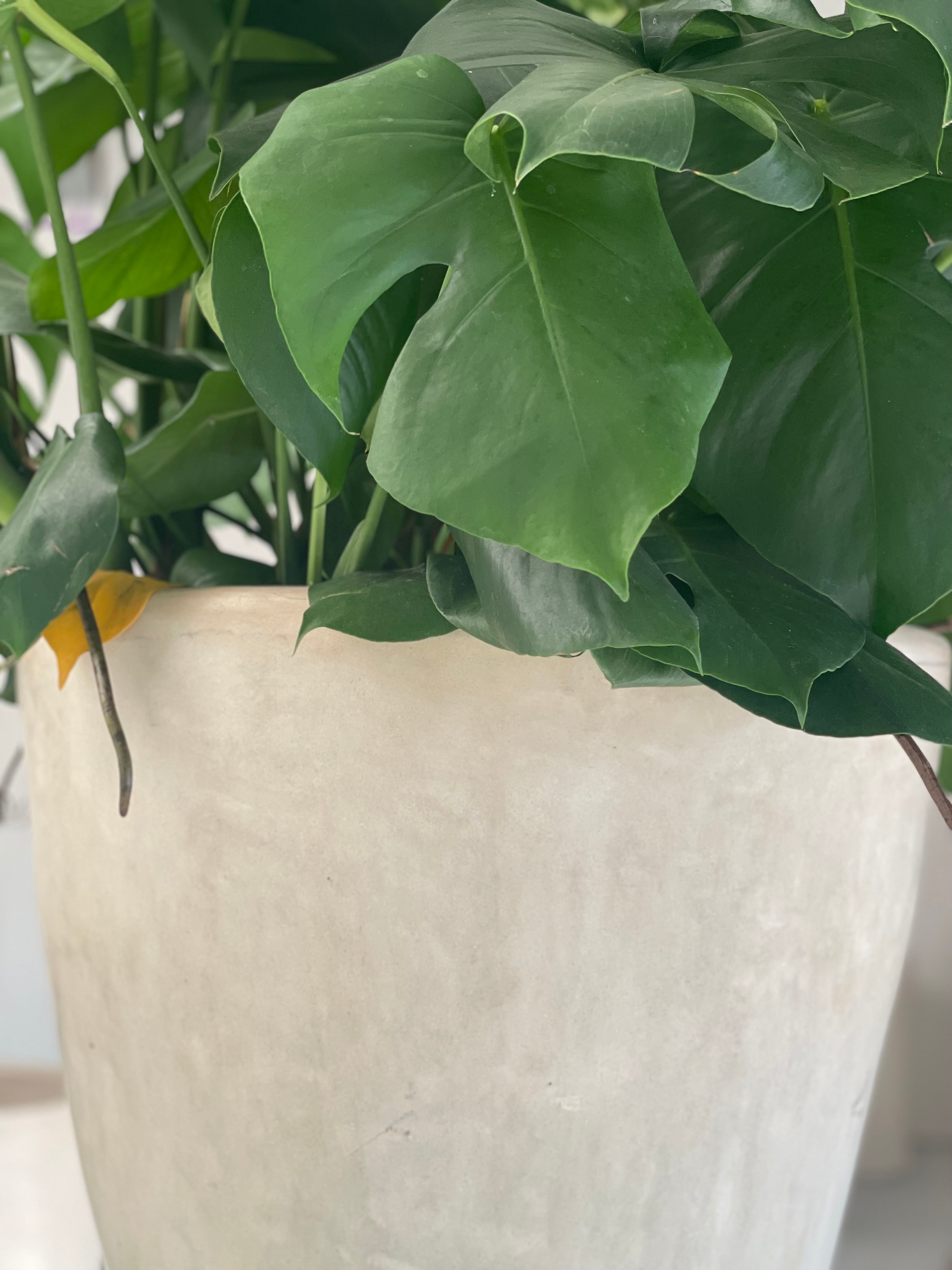 amara plant pots Amara